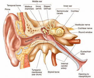 diagram of the human ear